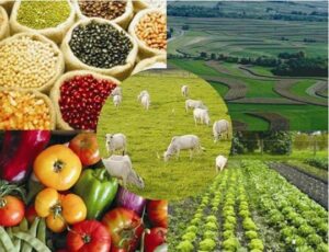 Proposta cria marco legal para o Programa de Garantia de Preços para a Agricultura Familiar