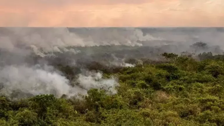 Nova lei define regras para uso do fogo em áreas rurais