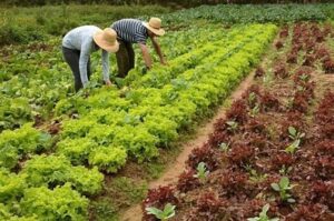 Comissão aprova projeto que cria sistema de incentivo à produção sustentável na Amazônia